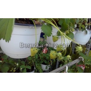 Клубника садовая Fragaria